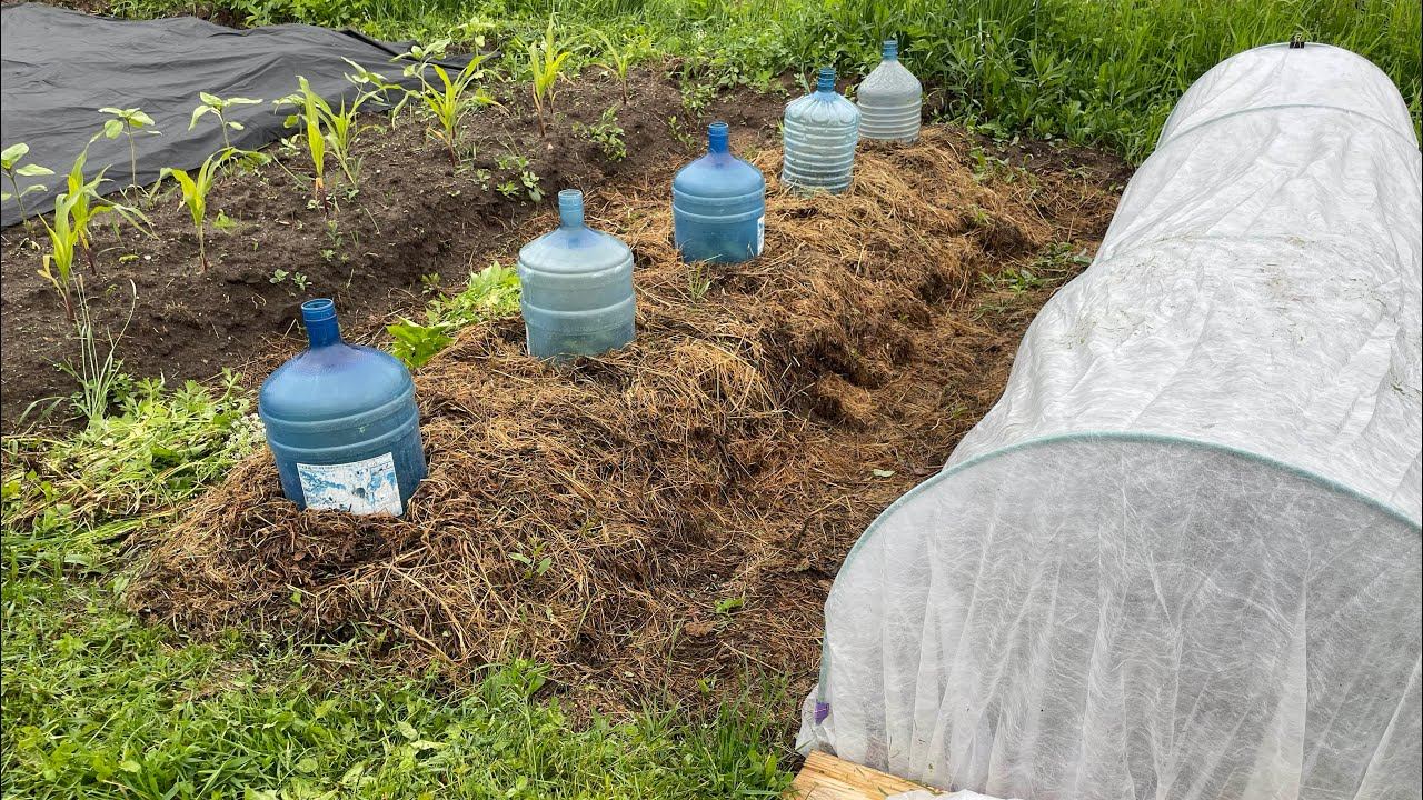 03.06.23 Обещают заморозки. Ярославская область. Спасаемся смотреть онлайн