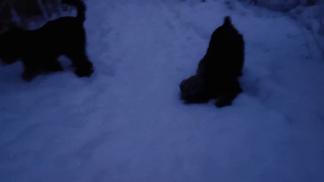 РЧТ на прогулке.mp4 смотреть онлайн