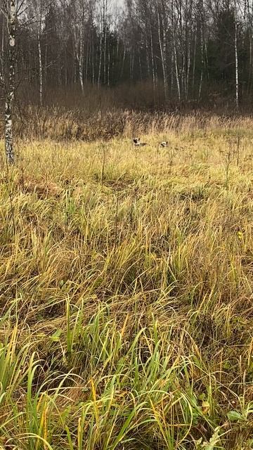 ВЕО Валентлайф Мэгги 7 лет и учит собачей борьбе Валентлайф Шэрри 15 мес - №5