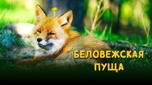 Беловежская пуща (2025)