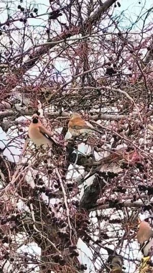 Дрозды и Свиристели