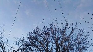 Скворцы на дереве VID_20260128_161359