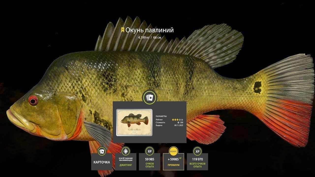 ЗАКРЫЛ ПАВЛИНА! НОВЫЙ ФАРМ НА УСАЧЕ, СТЕРЛЯДИ СИБИРСКОЙ, ОБЗОР ВОДОЕМОВ В РУССКОЙ РЫБАЛКЕ 4 РР4 смотреть онлайн