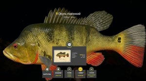 ЗАКРЫЛ ПАВЛИНА! НОВЫЙ ФАРМ НА УСАЧЕ, СТЕРЛЯДИ СИБИРСКОЙ, ОБЗОР ВОДОЕМОВ В РУССКОЙ РЫБАЛКЕ 4 РР4