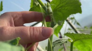 Огурец ЗАБОЛЕЛ? Что с ним? Подскажите!