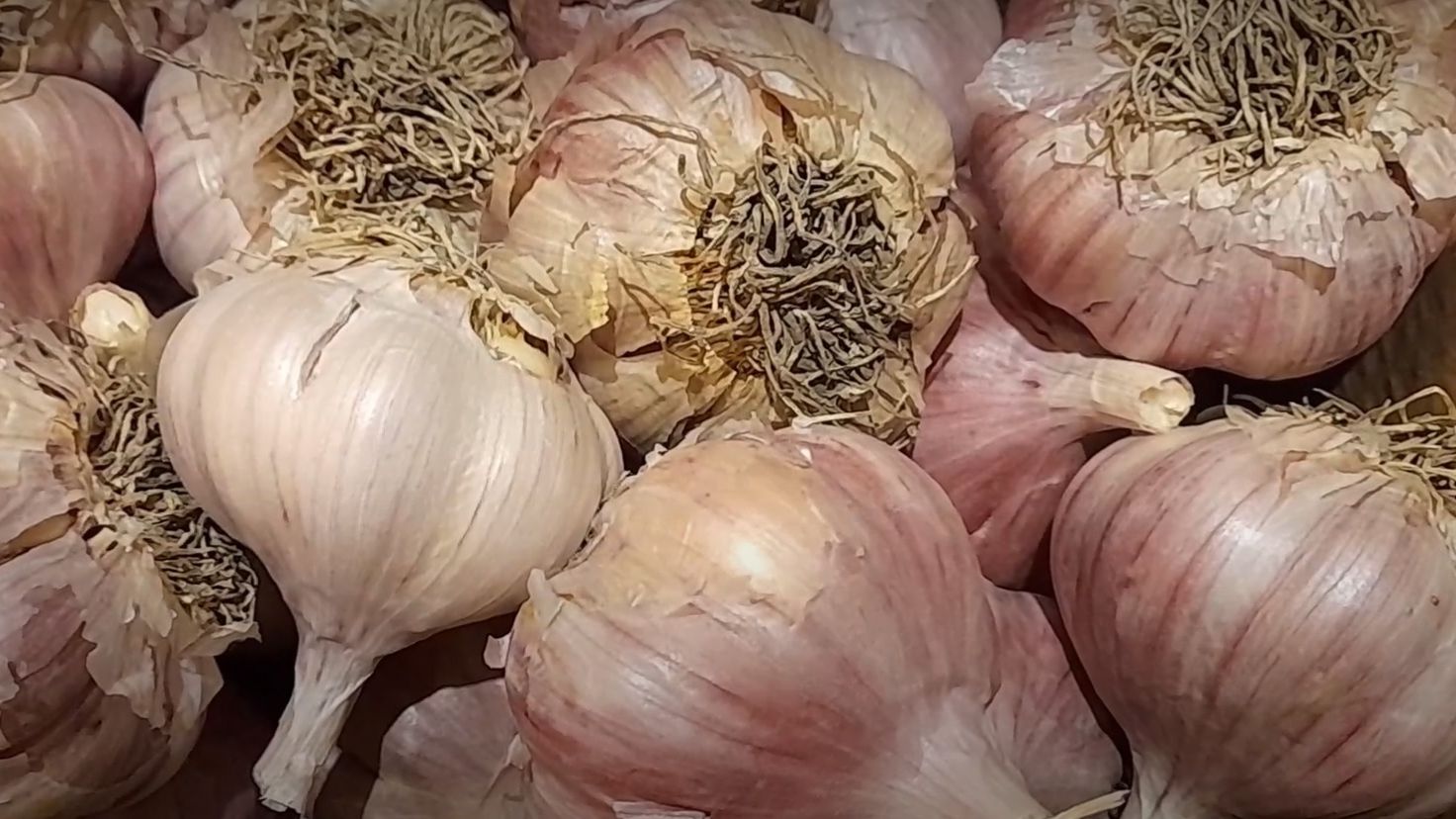 КАК СОХРАНИТЬ ЧЕСНОК ЗИМОЙ?! Лучший СПОСОБ хранения чеснока В КВАРТИРЕ. смотреть онлайн