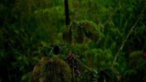 Дождь, успокаивающий дождь в лесу для сна , медитации и отдыха