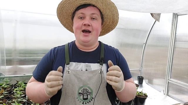 ПЕРЕЕЗД В ТЕПЛИЦУ ТЕМА №3 | БИЗНЕС НА ПЕТУНИЯХ ПРОСТО | БОРИС БОРИСОВ