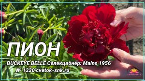 Гибрид "BUCKEYE BELLE"/Сад Ворошиловой