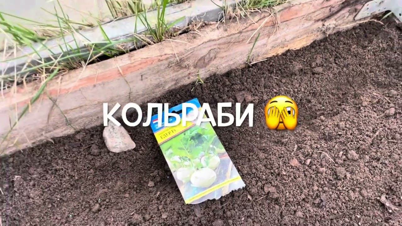 30.03.24 лось съел кедр и посевы в теплице смотреть онлайн