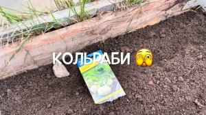 30.03.24 лось съел кедр  и посевы в теплице