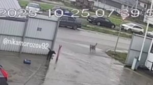 Собаки украли шуруповёрт.Видимо им нужнее.