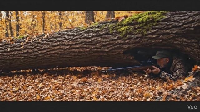 Месть зайца