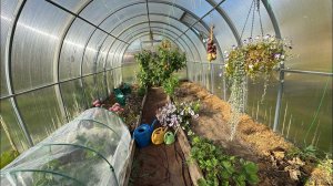 20.09.25 пастернак огромный! Вторая жизнь огурца, а утром - за грибами!