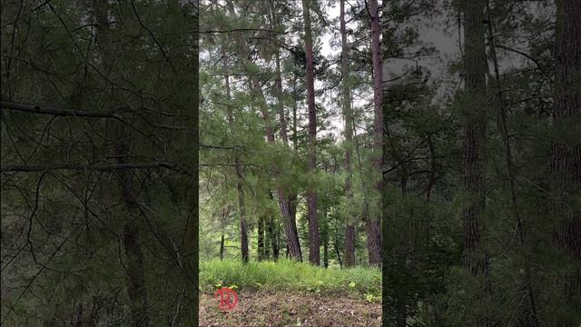 Звуки цикад в летнем лесу! Погружаемся в природу!