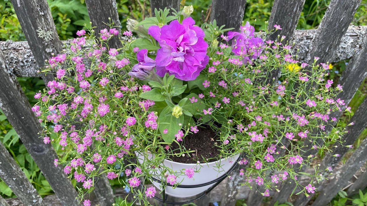 Миксы ЦВЕТОВ в кашпо и на клумбах. 25.05.23 смотреть онлайн