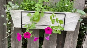 Замерзли цветы? Ну и что! Обзор рассад цветов с упаковками)