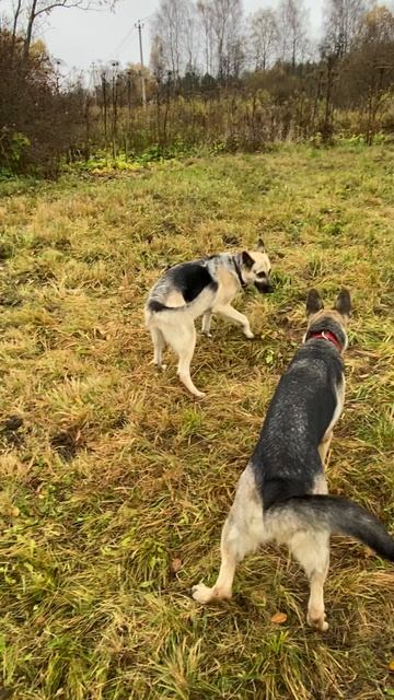 ВЕО питомника Валентлайф - Шерри -15 мес., Мэгги -7 лет №1 ноябрь 2025г.