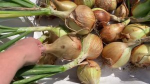 ЭКСИБИШЕН. Урожай лука с 1кв.м. Теплицы