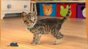 Маленький котенок играет в прятки и с мышонком