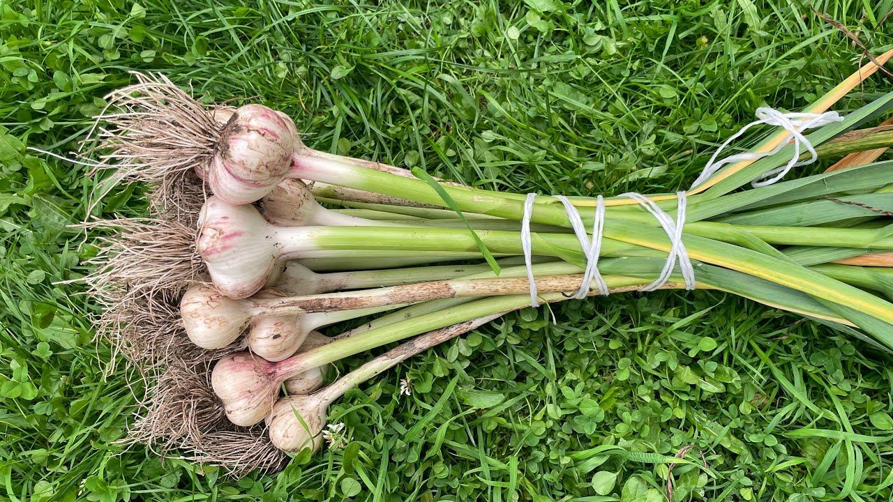 28.07.23 Влог. Кабачков море, прошу по чесноку совет! смотреть онлайн