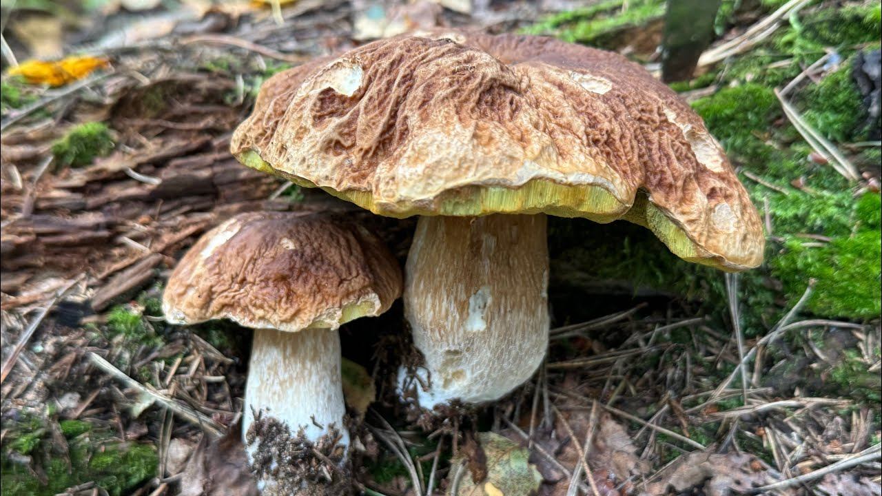 24.08.24 за грибами! смотреть онлайн