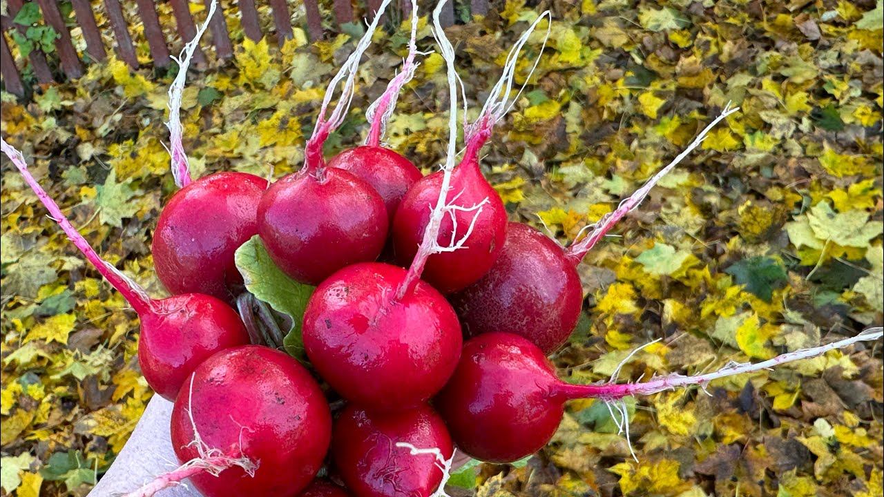 05.10.24 Влог: посадила чеснок, порей двух сортов убрала, огородные заботы смотреть онлайн