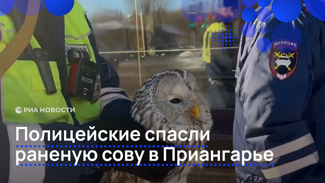 Полицейские спасли раненую сову в Приангарье смотреть онлайн