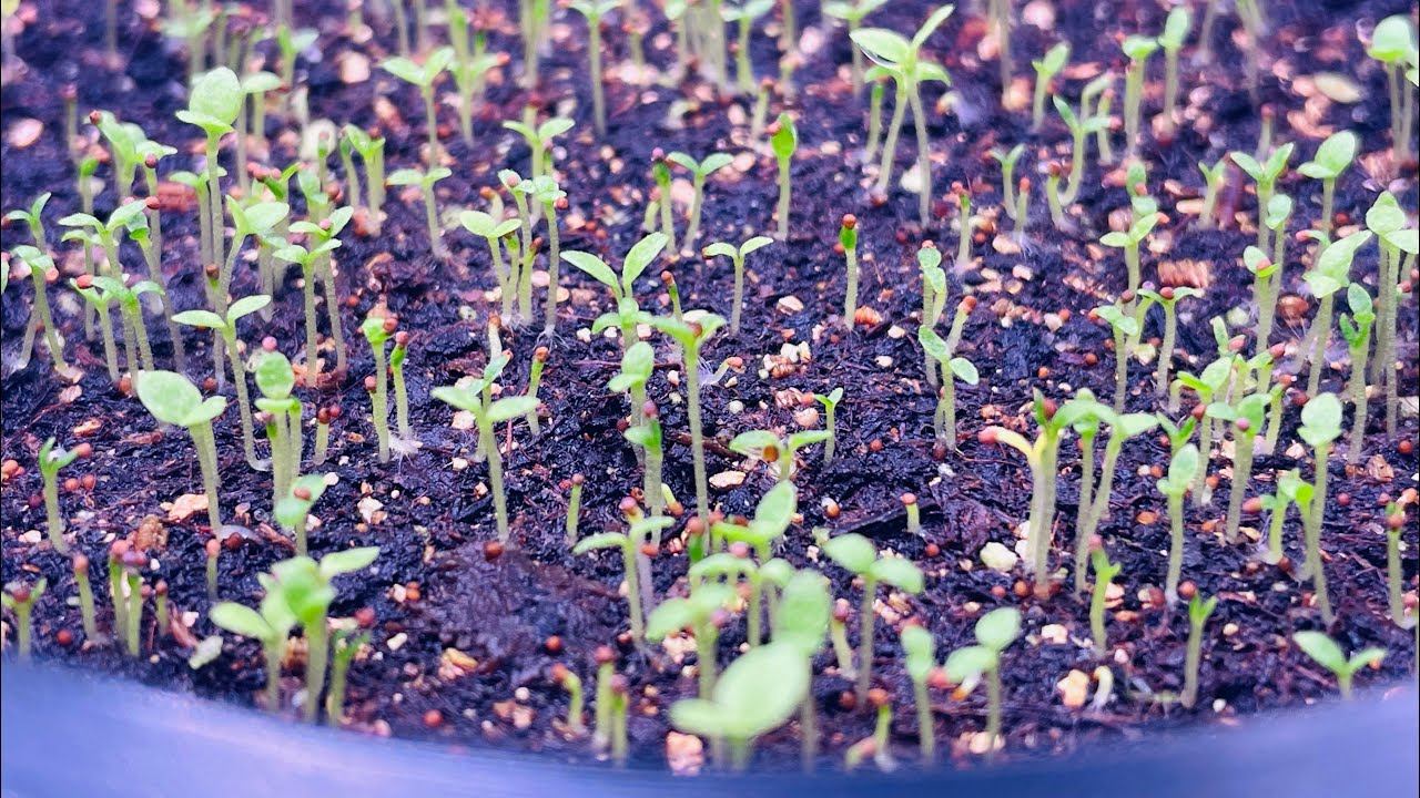 ПЕТУНИЯ 5 дней от посева. УХОД. Всхожесть. смотреть онлайн