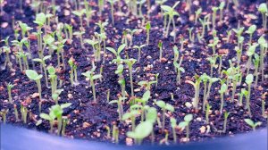 ПЕТУНИЯ 5 дней от посева. УХОД. Всхожесть.