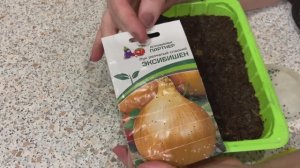 Лук ЭКСИБИШЕН посев семян 28.01.26