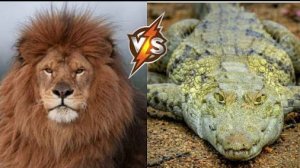 ЛЕВ ПРОТИВ АЛЛИГАТОРА 🐊
