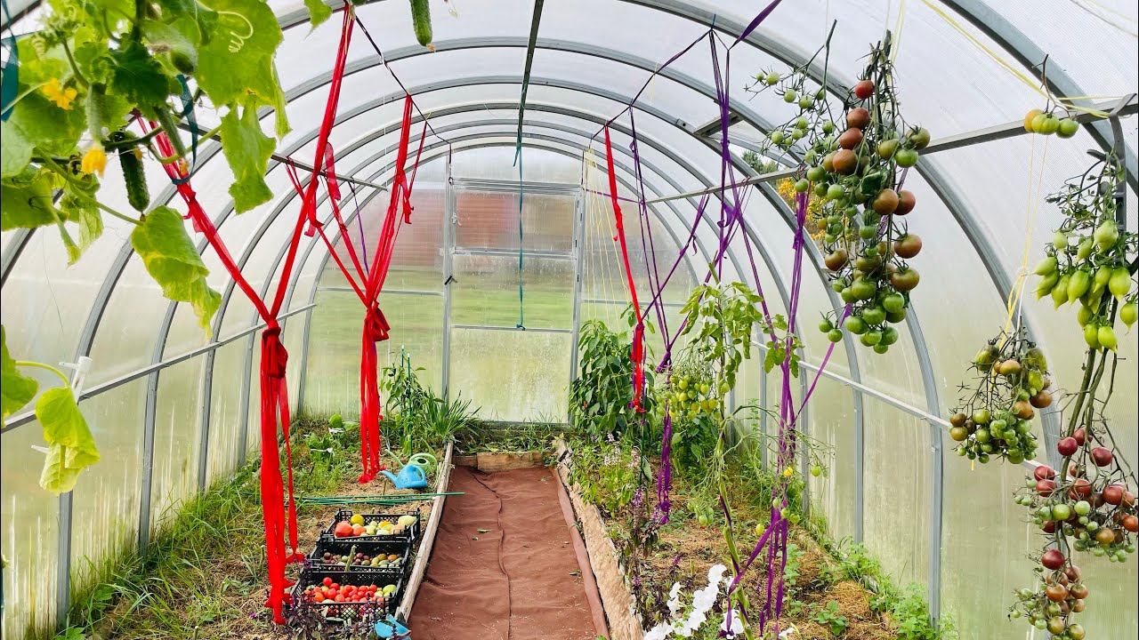 23.09.23 дачный влог. Грядка под чеснок и последний урожай! Все!!! смотреть онлайн