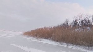 Пейзаж с заснеженным берегом и густыми зарослями камыша