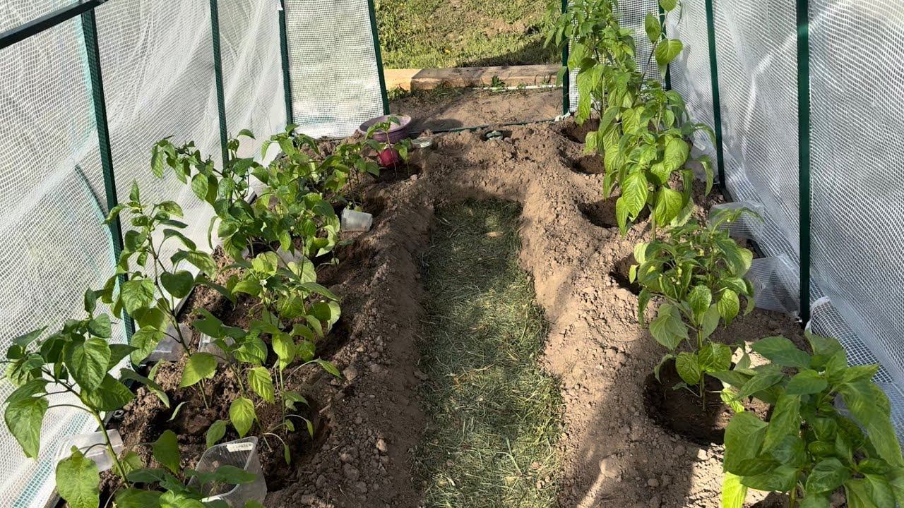 28.05.24 Влог: ПЕРЦЫ посадила, отпуск в огороде продолжается! смотреть онлайн