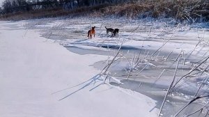 Сериал Пёс на Марсе 80 серия VID_20260128_122914