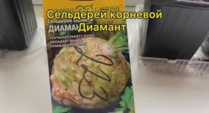 Сельдерей корневой Диамант посев 26.01.26