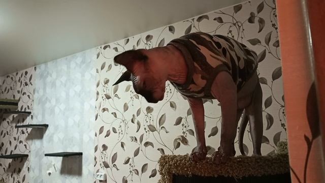 Имеем право,просто устали/Сюрпризы детям смотреть онлайн