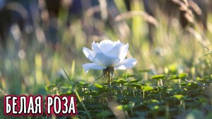 Белая роза