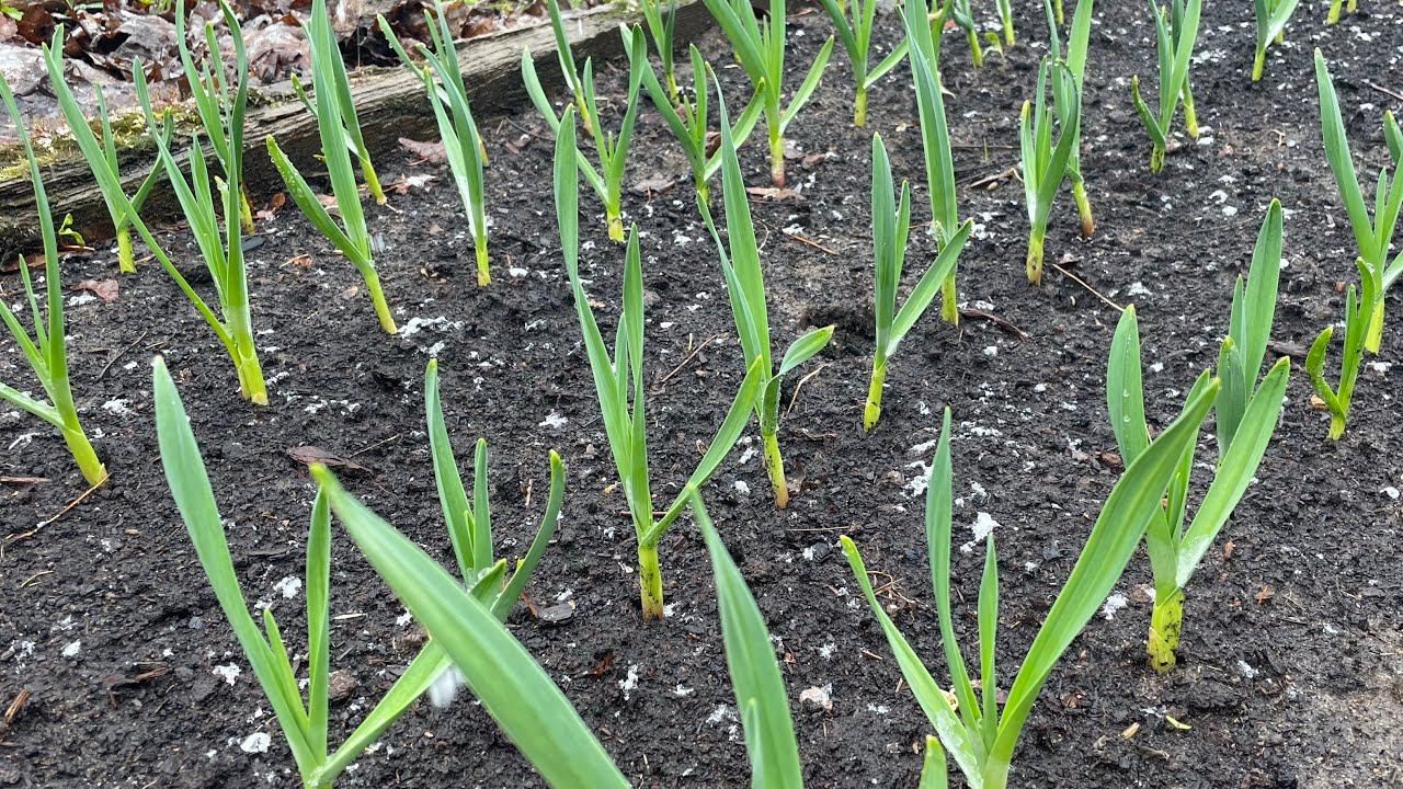 На майские в деревню! Планы посадок смотреть онлайн