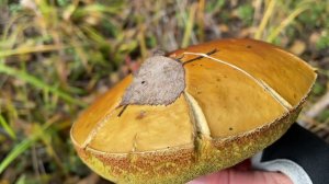 В лес за грибами! 25.09.21