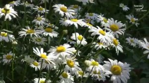 4 Семинар  Страхи обиды одержимость Е Попружный  Одержимость