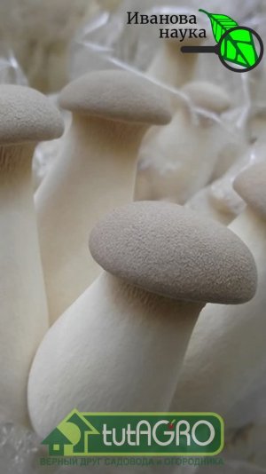 Целое состояние просто на подоконнике! Эти дорогие грибы растут прямо... в банке!