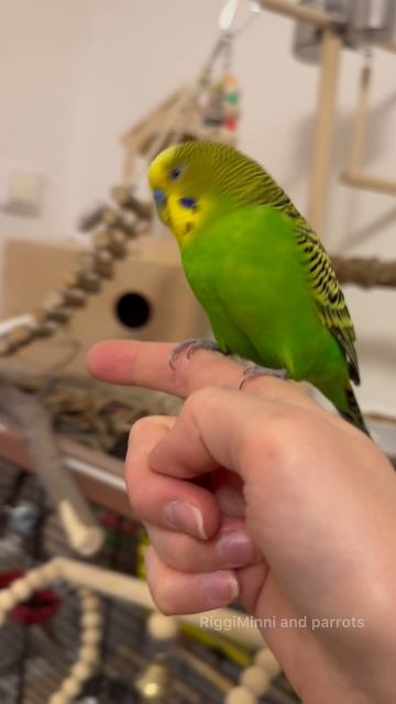 Складываю птичек в клетку на ночь ☺️💚 смотреть онлайн