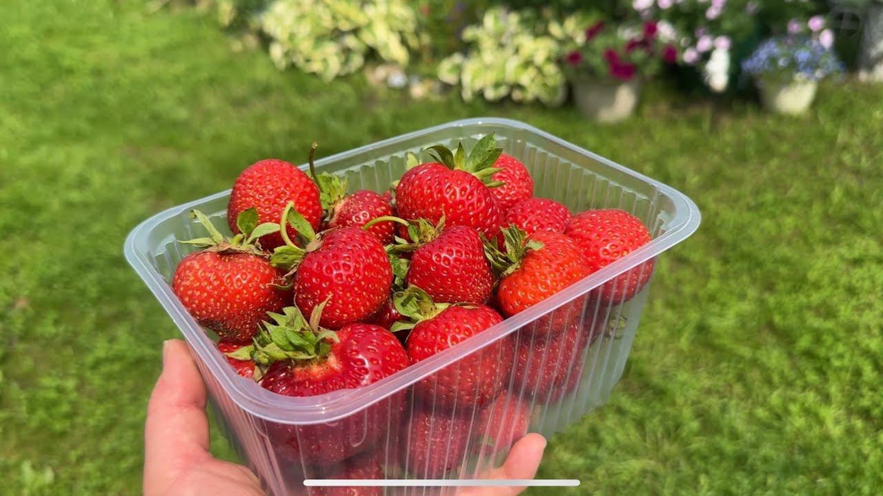 12-13.07.25 огородное безделье в ЖАРУ сделано мало. смотреть онлайн