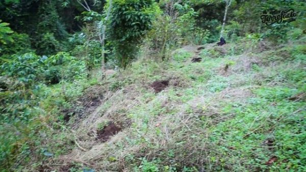 Кофейная плантация Torrefacto в Coffea diversa - Torrefacto ｜ Говорим о кофе, чае и какао