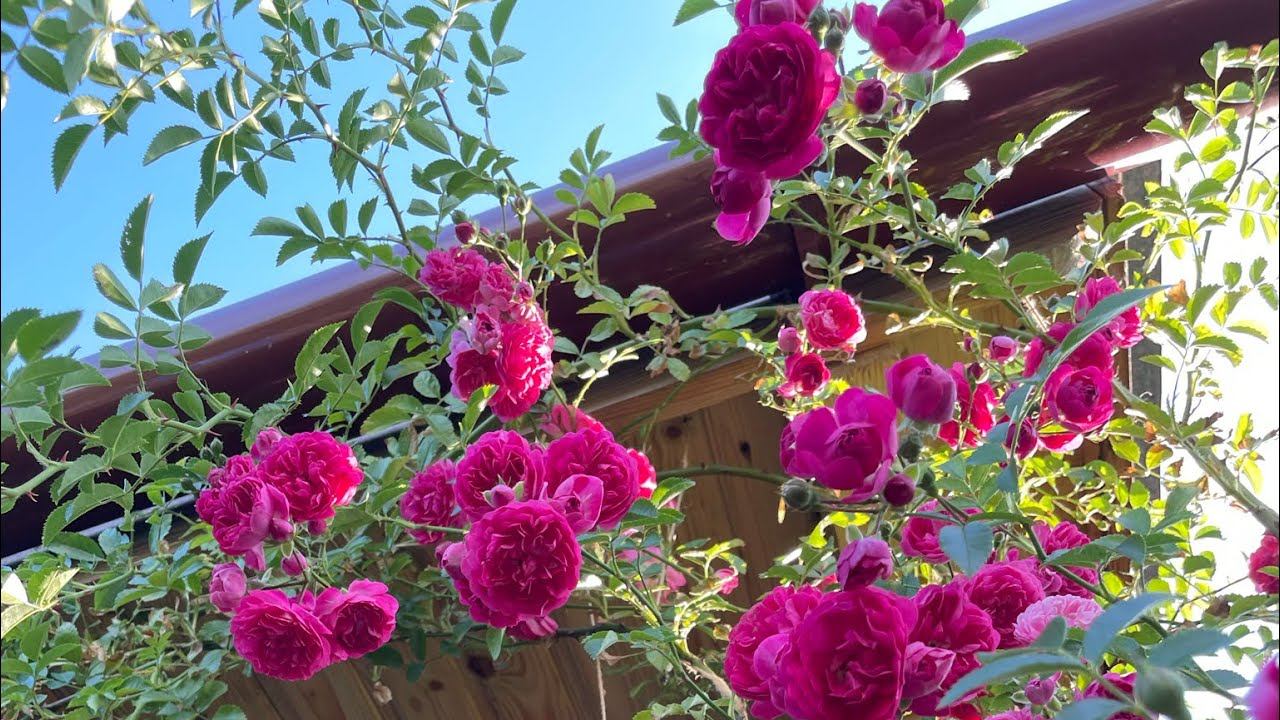 УЛОЖИЛА зимовать РОЗУ! Плети до 5 метров в колечко смотреть онлайн