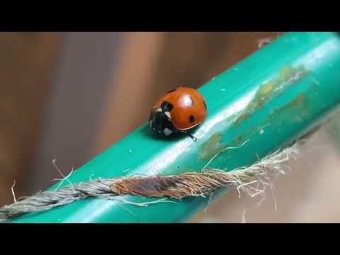Влог 02.09.22 огурцы удалить, яблоню посадить! Дела садовые смотреть онлайн