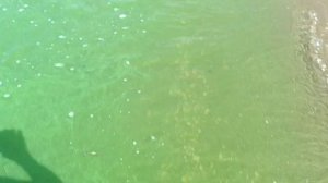 НА БЕРЕГУ БОЛЬШОЙ РЕКИ. ЦВЕТЁТ РЕКА., НО КРАСИВО.....