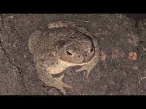 ЖАБА Дуся поймала КОМАРА. Toad catches a mosquito